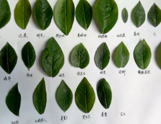 標準光源箱鑒定藍莓葉片顏色